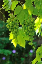 MK4_4933.webp