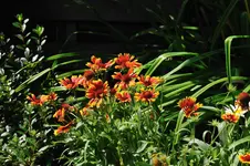MK4_4934.webp