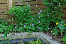 MK4_5173.webp