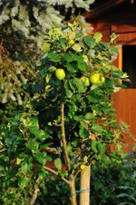 MK4_5189.webp