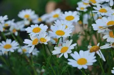 MK4_5204.webp