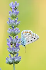 MK4_5115.webp