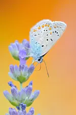 MK4_5123.webp