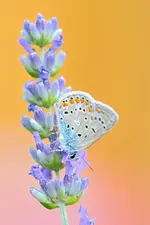 MK4_5149.webp