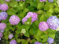 hortensien_gipoe2.webp