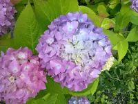 hortensien_gipoe1.webp