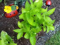 hortensie_21072010a.webp