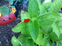 hortensie_21072010b.webp