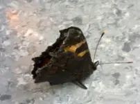 schmetterling.webp