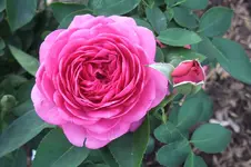 DSCF0348.webp