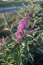 DSCF0349.webp