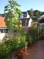 Dachgarten Juli2 001.webp
