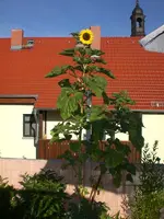 Dachgarten Juli2 003.webp