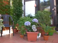 Dachgarten Juli2 014.webp