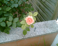 die Rosenblühte dr Gishelane.webp