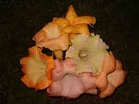 Blüten.webp