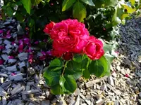 DSCF3568.webp