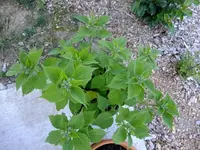 DSCF3571.webp