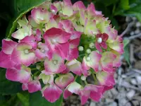 DSCF3576.webp