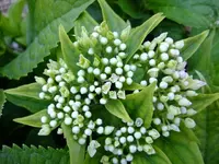 DSCF3579.webp