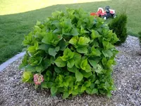 DSCF3582.webp