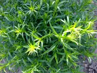DSCF3587.webp
