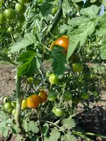 DSCF3599.webp