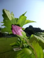 DSCF3609.webp