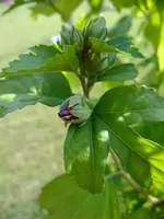 DSCF3611.webp