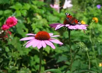 Echinacae mit Pfauenauge.webp