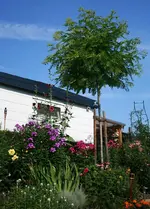 linker Teil Hangbeet.webp