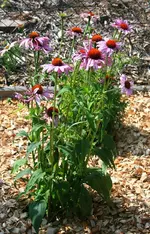 neue Echinacae.webp