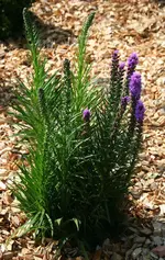 neue lila Staude.webp