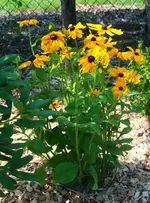 Rudbekia.webp