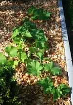 Salatgurken-Experiment.webp