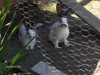 HPIM5113.webp
