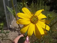 HPIM5107.webp