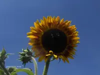 HPIM5110.webp