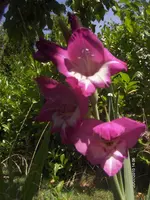 HPIM5111.webp
