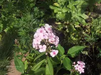 HPIM5136.webp