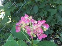HPIM5137.webp