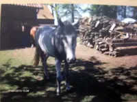 HPIM5152.webp