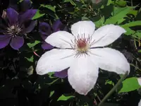 29436.webp