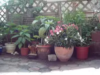 DSCI0087.webp