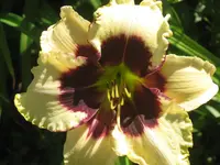 009.webp