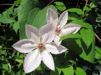 29435.webp