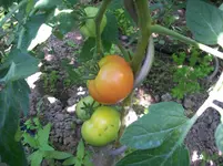 100_1321.webp
