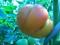 100_1322.webp