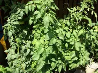 100_1326.webp