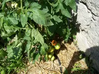 100_1330.webp